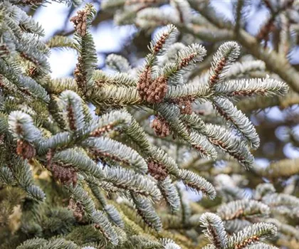 Abies koreana  Abies koreana