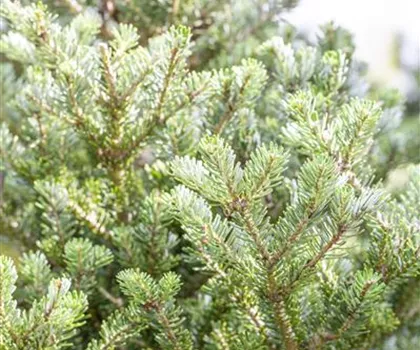 Abies koreana 'Sämling' Abies koreana 'Sämling'
