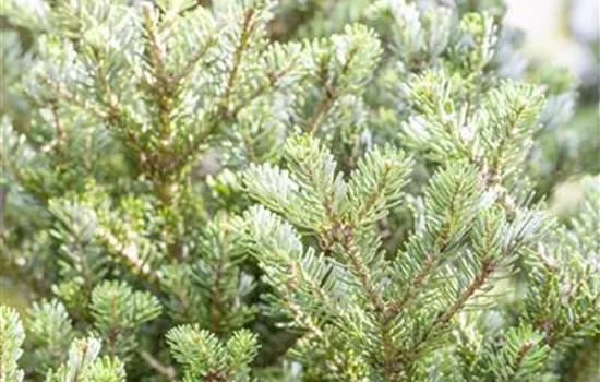 Abies koreana 'Sämling' Abies koreana 'Sämling'