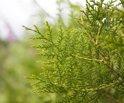 Thuja occidentalis 'Brabant' Thuja occidentalis 'Brabant'