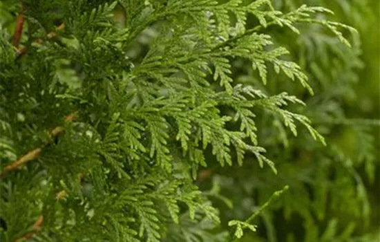Thuja plicata 'Gelderland' Thuja plicata 'Gelderland'