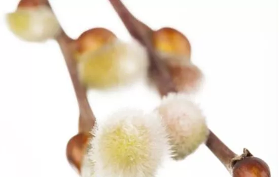 Salix caprea 'Curly Locks'