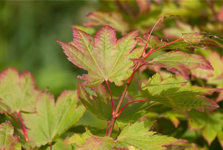 Acer japonicum 'Vitifolium' Acer japonicum 'Vitifolium'