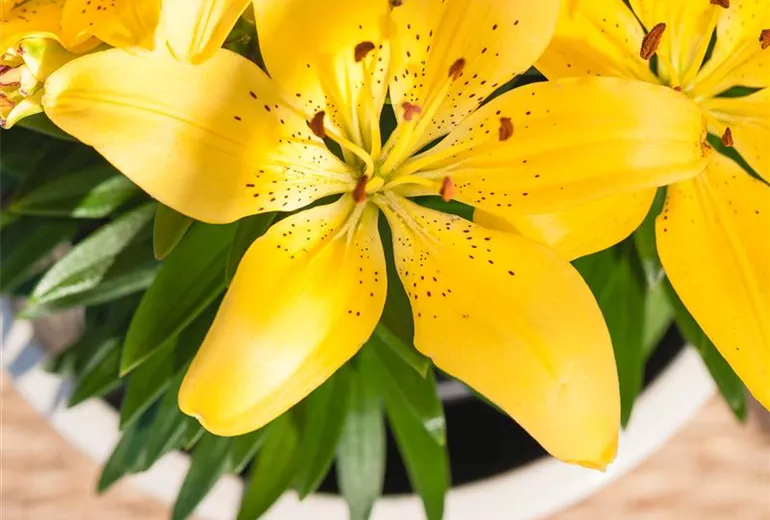 Lilium Asiatic, gelb Lilium Asiatic, gelb