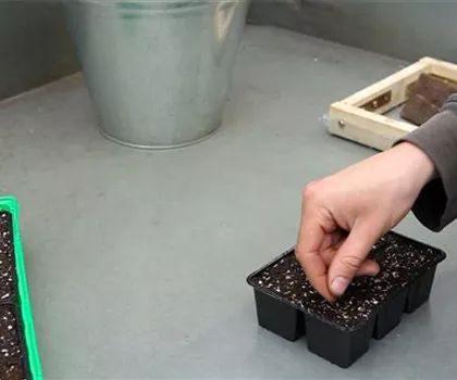 Zwergastern - Aussäen von Samen Zwergastern - Aussäen von Samen