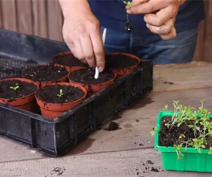 Zwergastern - Pikieren Zwergastern - Pikieren