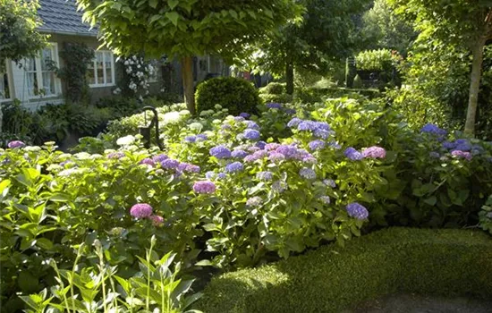 Bäume und Sträucher im Frühjahr – es müssen nicht immer Blumen sein Bäume und Sträucher im Frühjahr – es müssen nicht immer Blumen sein
