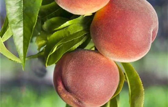 Prunus persica 'Kernechter vom Vorgebirge'  Prunus persica 'Kernechter vom Vorgebirge'