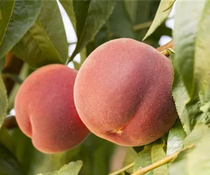 Prunus persica 'Red Haven' 