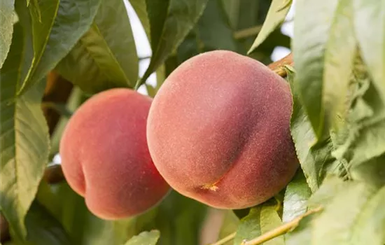 Prunus persica 'Red Haven'  Prunus persica 'Red Haven'