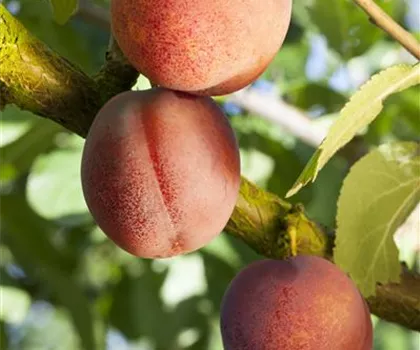 Prunus armeniaca 'Bergeron'  Prunus armeniaca 'Bergeron'