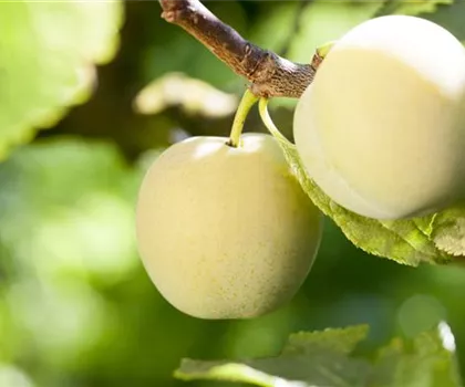 Prunus armeniaca 'Nancy'  Prunus armeniaca 'Nancy'