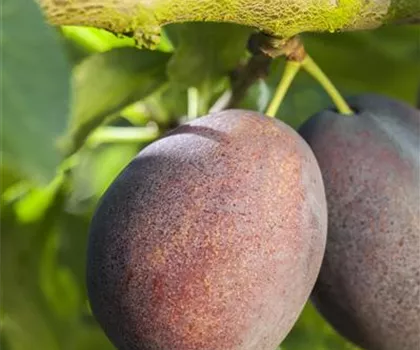 Prunus domestica 'Graf Althans Reneklode'  Prunus domestica 'Graf Althans Reneklode'