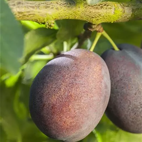 Prunus domestica 'Graf Althans Reneklode' 