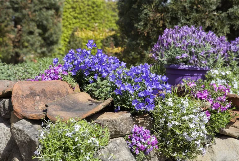 Campanula portenschlagiana Campanula portenschlagiana