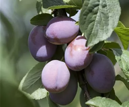 Prunus domestica 'Imperial' 