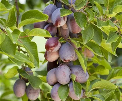 Prunus domestica 'Fruca'  Prunus domestica 'Fruca'