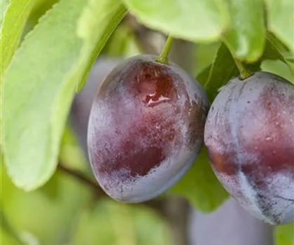 Prunus domestica 'Bühler Frühzwetschge'  Prunus domestica 'Bühler Frühzwetschge'