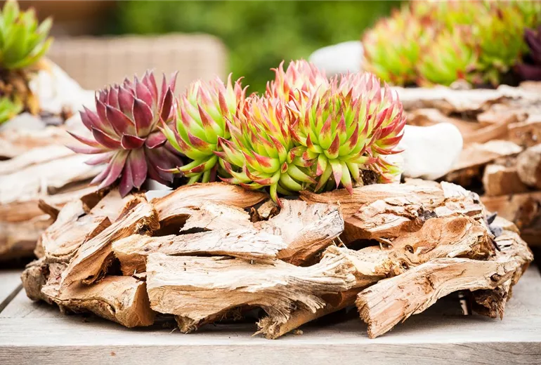 Sempervivum Sempervivum