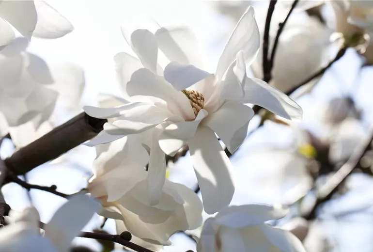 Magnolia x loebneri 'Merrill' Magnolia x loebneri 'Merrill'