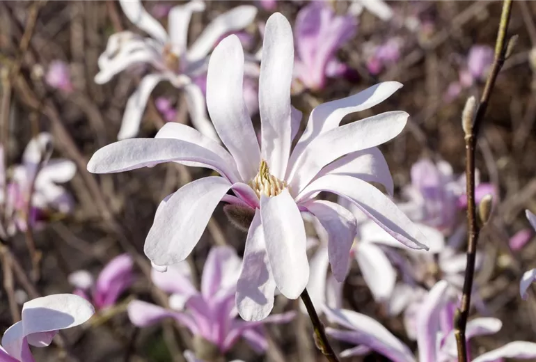 Magnolia liliiflora 'Susan' Magnolia liliiflora 'Susan'