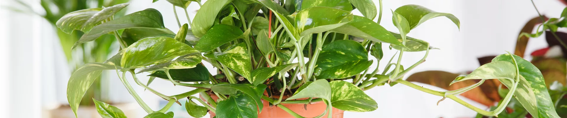 Epipremnum aureum Epipremnum aureum