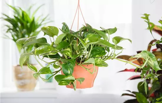 Efeutute - der lufterfrischende Glücksbringer Efeutute - der lufterfrischende Glücksbringer