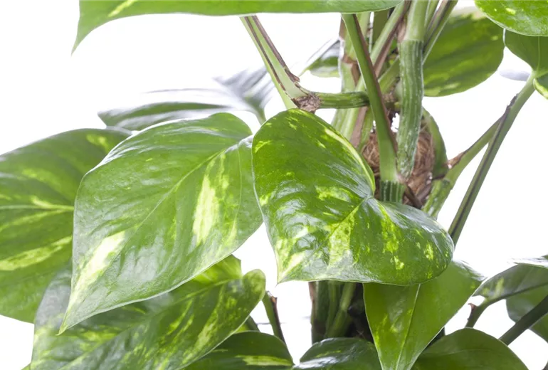 Epipremnum pinnatum Epipremnum pinnatum