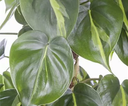 Philodendron scandens 'Brasil' 