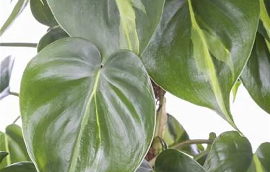 Philodendron scandens 'Brasil' 