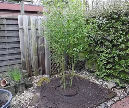Bambus - Einpflanzen im Garten Bambus - Einpflanzen im Garten