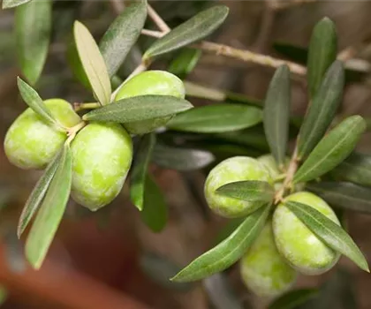 Olea europaea  Olea europaea