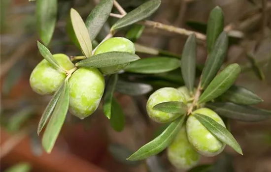 Olea europaea  Olea europaea