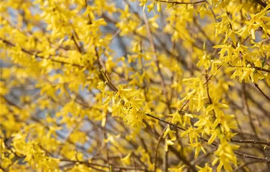 Forsythia intermedia 'Maree d'Or'