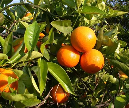 Citrus sinensis 'Arancio'  Citrus sinensis 'Arancio'