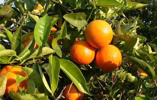 Citrus sinensis 'Arancio'  Citrus sinensis 'Arancio'