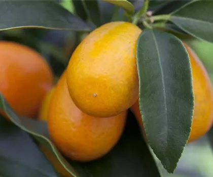 Fortunella margarita 