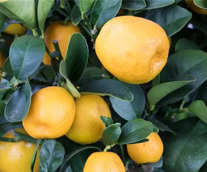 Fortunella japonica 'Obovata' Fortunella japonica 'Obovata'