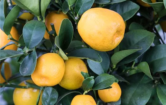 Fortunella japonica 'Obovata' Fortunella japonica 'Obovata'