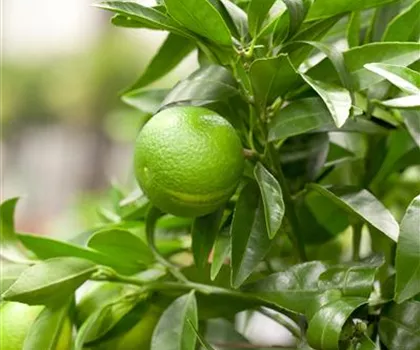 Citrus clementina 