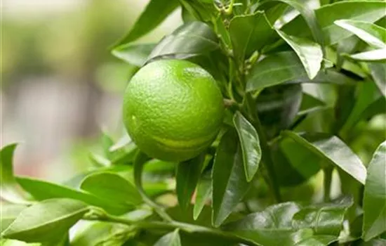 Citrus clementina 