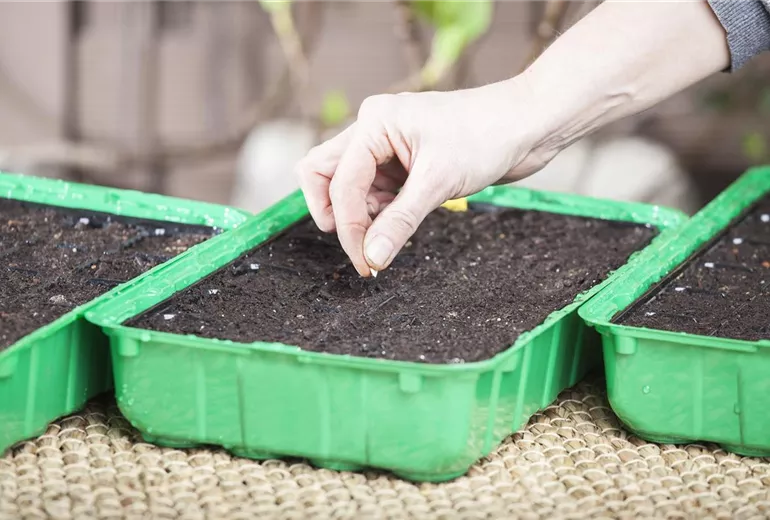 Anzuchtschale, Zucchinisamen setzen