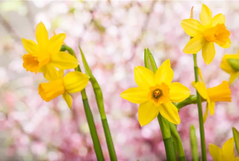 Narcissus, gelb Narcissus, gelb