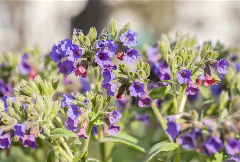 Pulmonaria mollis Pulmonaria mollis