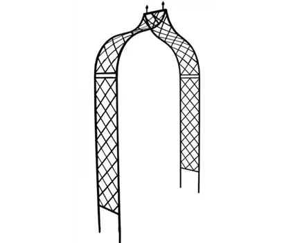 Pesaro-Spitz Rosenbogen Pesaro-Spitz Rosenbogen