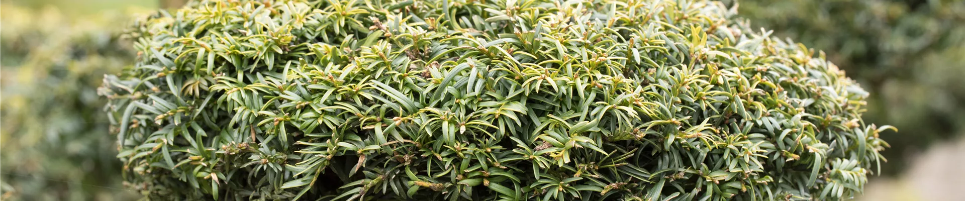 Taxus baccata 'Dovastonii Aurea' Taxus baccata 'Dovastonii Aurea'