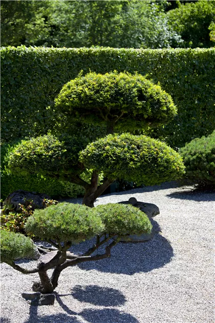 winterharte thuja Thuja occidentalis 'Smaragd' Konifere (Lebensbaum) | 60-80 cm Im Topf