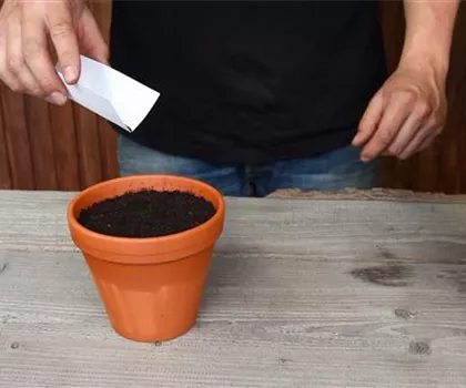 Oregano - Aussäen von Samen Oregano - Aussäen von Samen