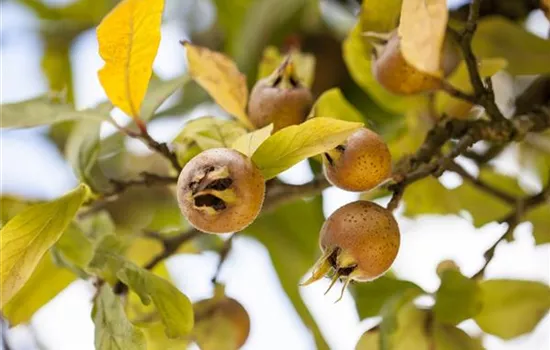 Mespilus germanica  Mespilus germanica