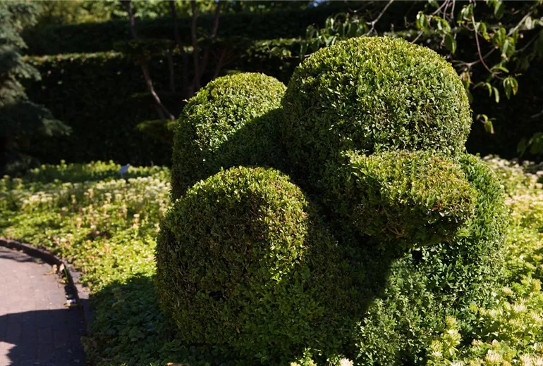 Buxus sempervirens var. arborescens Buxus sempervirens var. arborescens